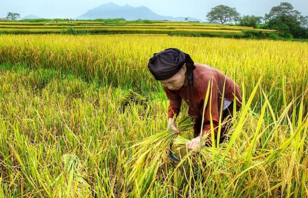 Harvesting season in Duong Lam Ancient Village